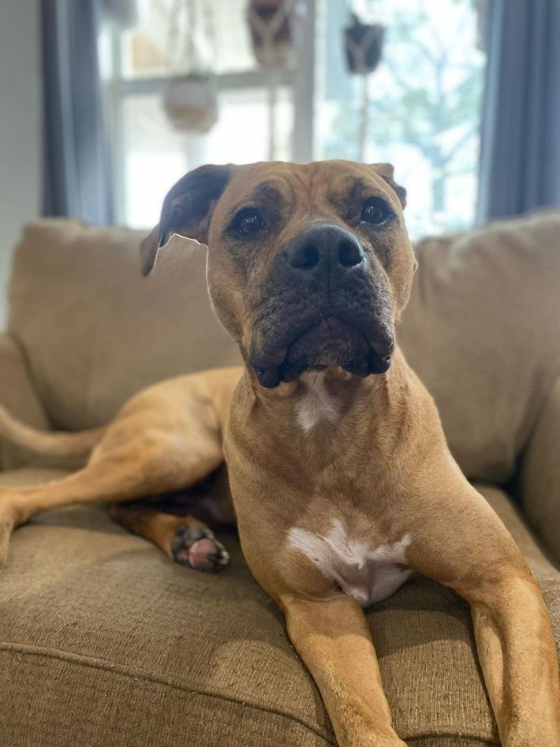 Enlarge Burt, a Adopted mixed breed in Jefferson , LA image 5/5