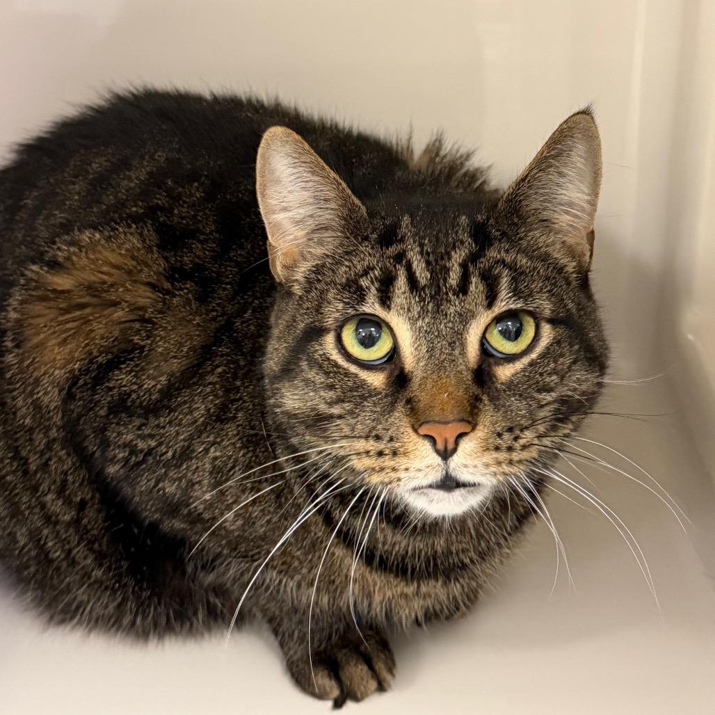 Enlarge Lavender, a Adoptable Domestic Short Hair in Watertown, NY image 1/1