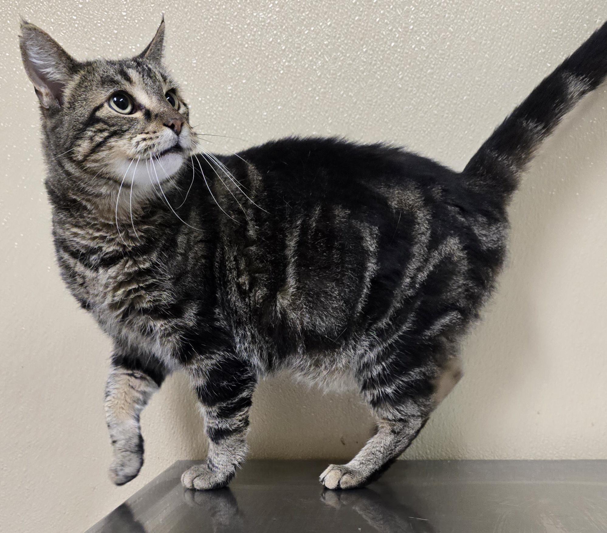 Tesla, Adoptable, Adult Female Domestic Short Hair & Tabby.