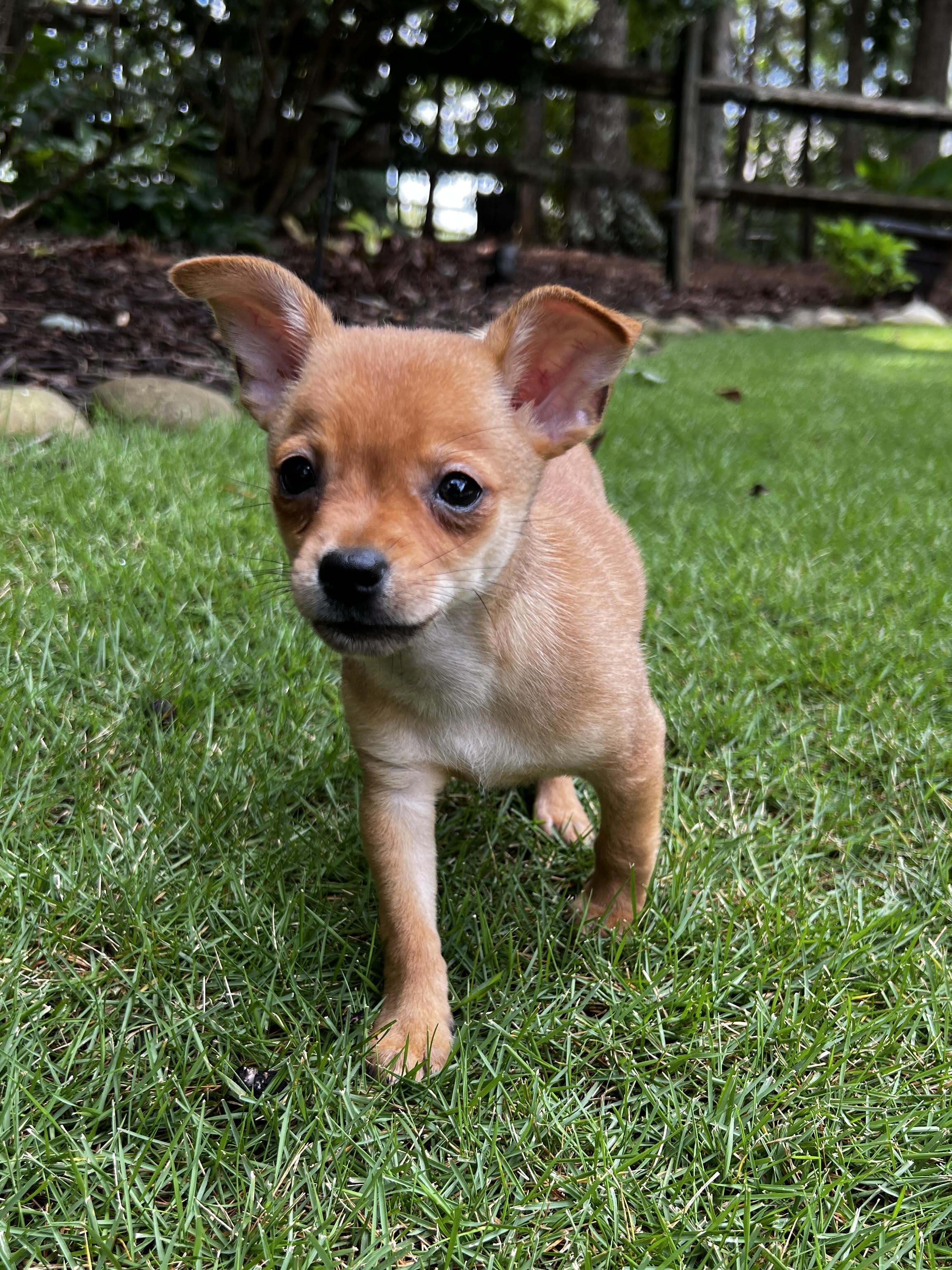 Coe, a ADOPTABLE mixed breed in Cumming, GA image 2/3