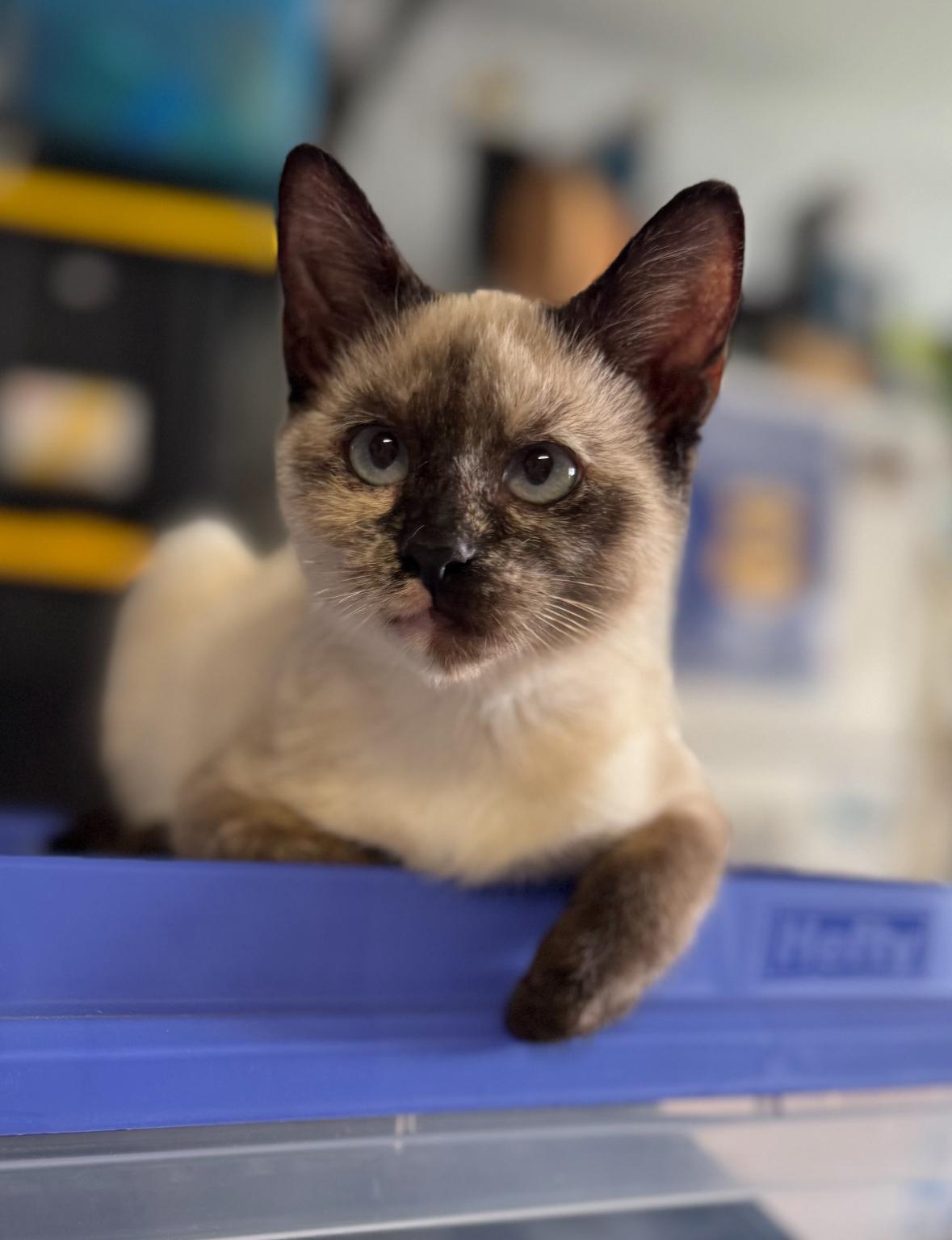 Enlarge Finney , an adopted Siamese in Helendale, CA image 1/2