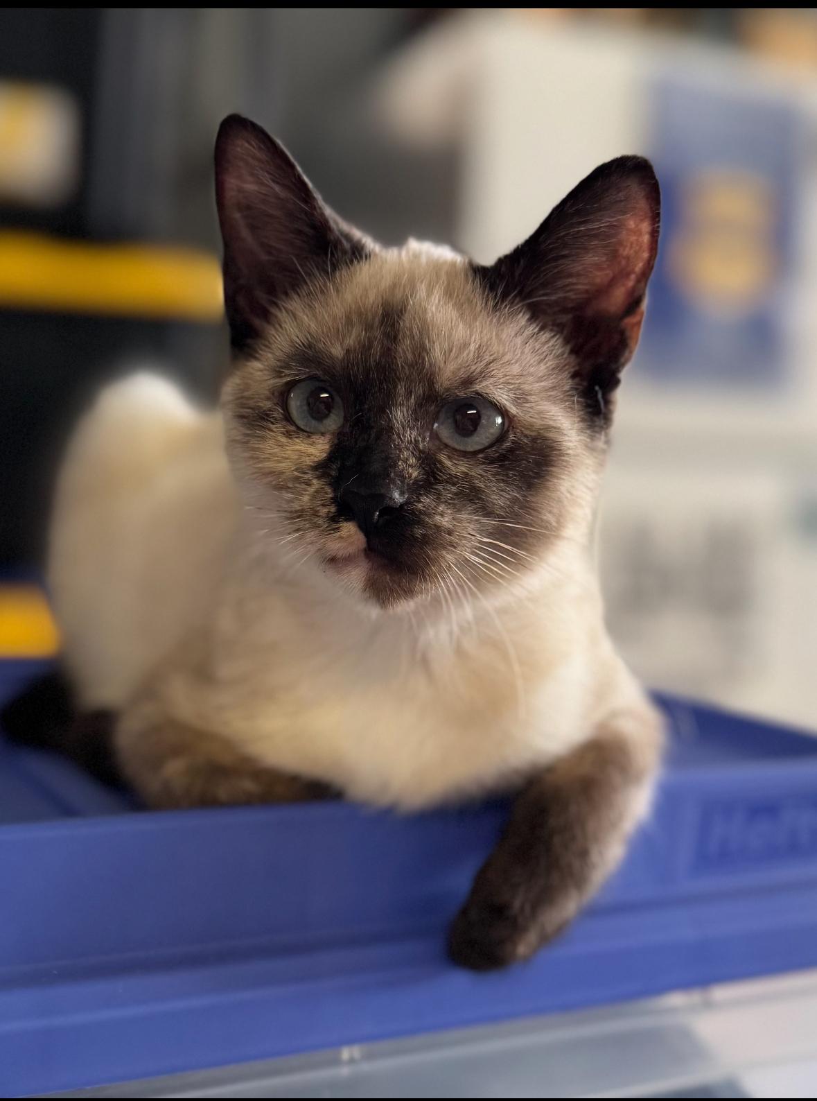 Enlarge Finney , an adopted Siamese in Helendale, CA image 2/2