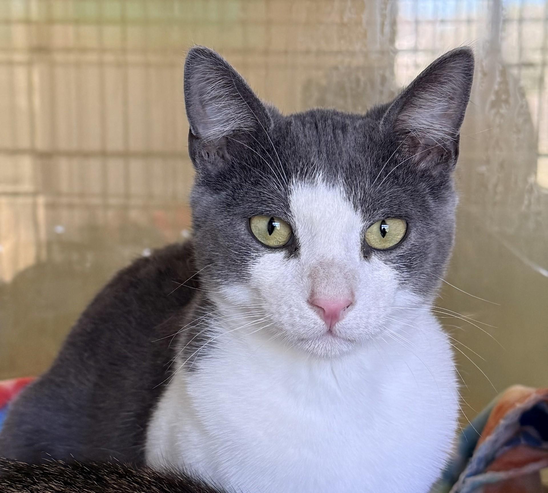 Enlarge Rosco, a ADOPTABLE Domestic Short Hair in Murphy, TX image 1/1