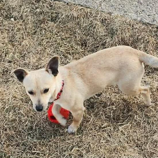 Casey $450, Adoptable, Young Male Chihuahua & Mixed Breed.