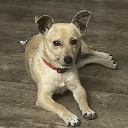 Casey $450, Adoptable, Young Male Chihuahua & Mixed Breed.