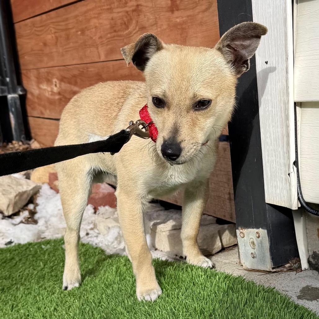 Enlarge Casey $450, a Adoptable mixed breed in Milwaukee, WI image 2/5