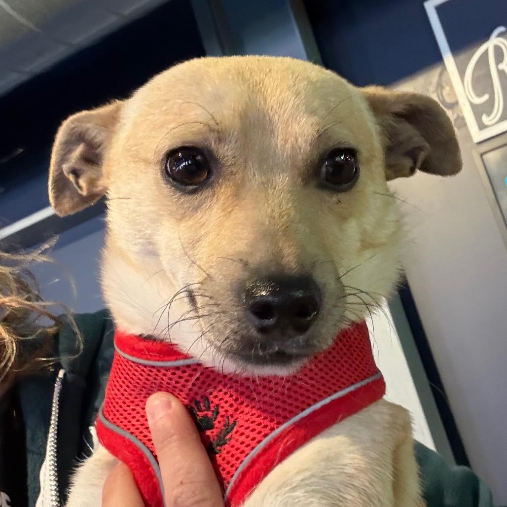 Enlarge Casey $450, a Adoptable mixed breed in Milwaukee, WI image 3/5