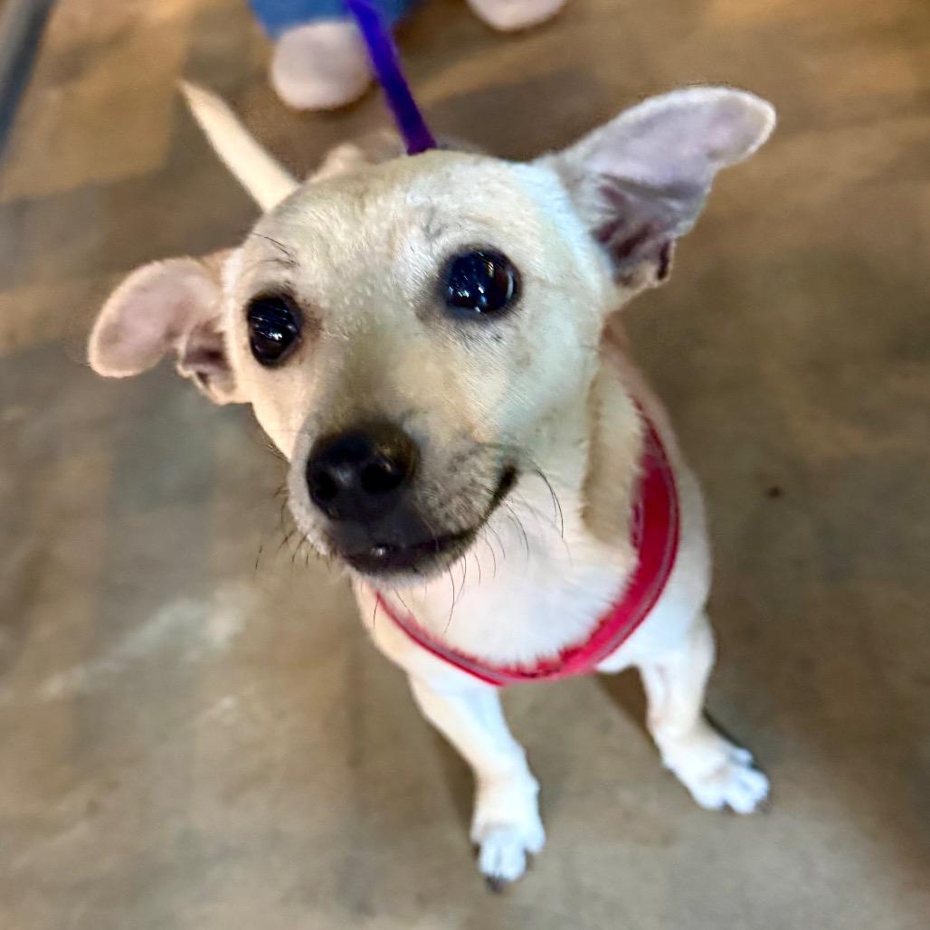 Enlarge Casey $450, a Adoptable mixed breed in Milwaukee, WI image 4/5