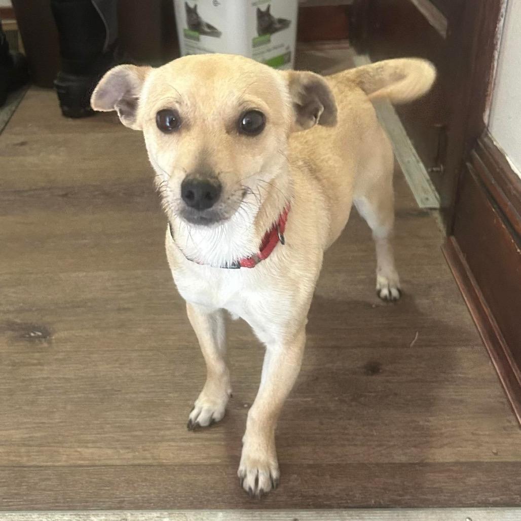 Enlarge Casey $450, a Adoptable mixed breed in Milwaukee, WI image 5/5