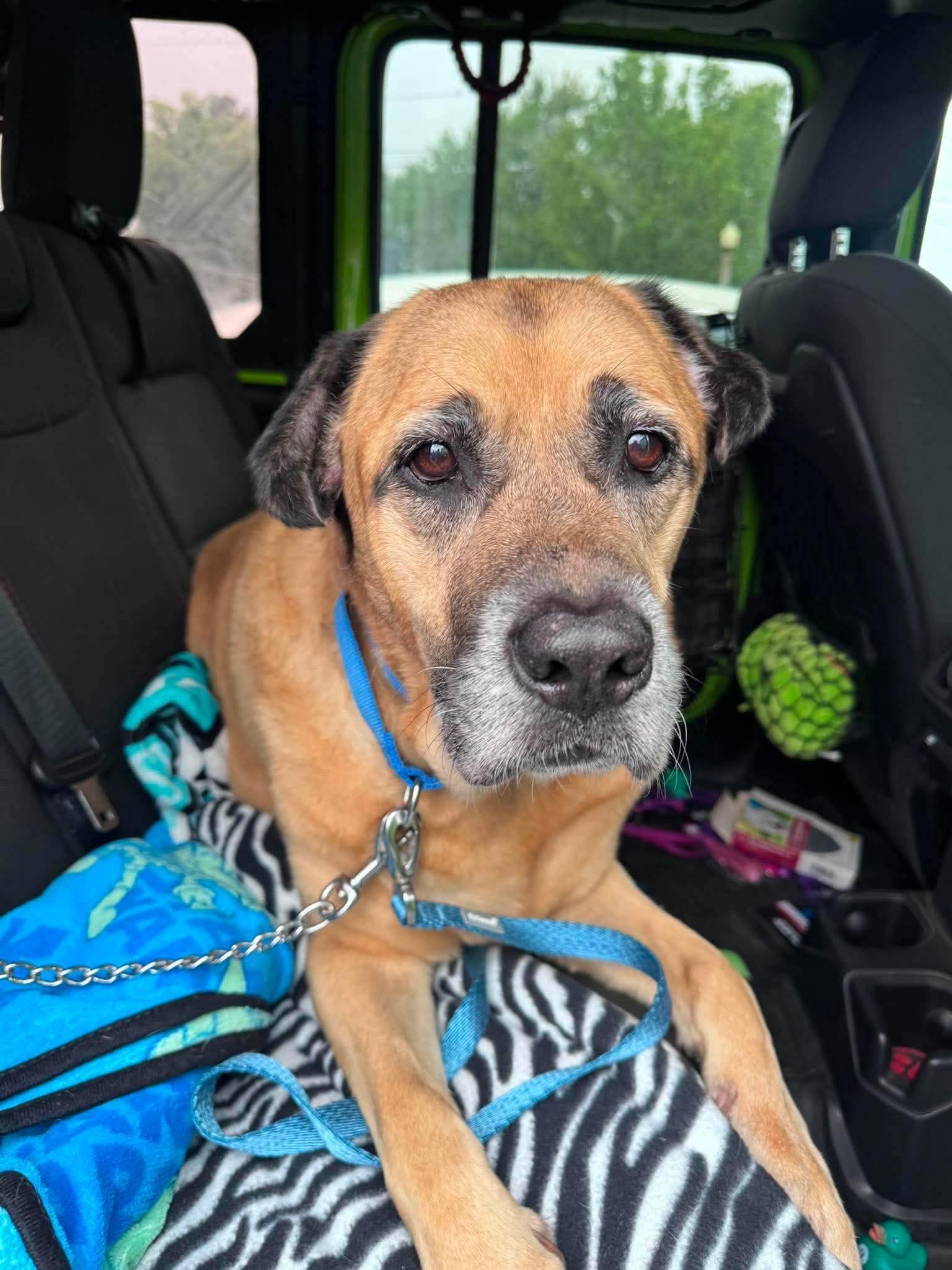 Steele, ADOPTABLE, Adult Male Shepherd & Mastiff.