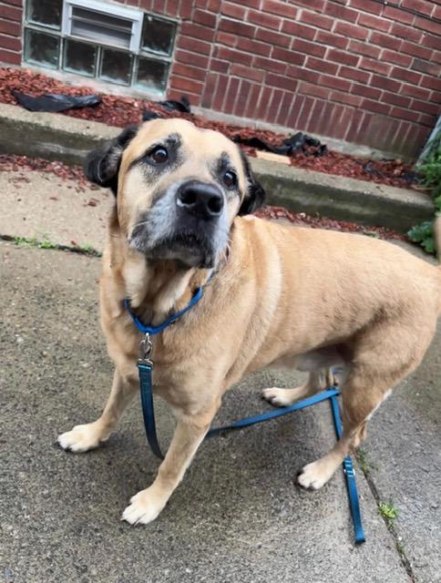 Steele, a ADOPTABLE mixed breed in East Amherst, NY image 3/3