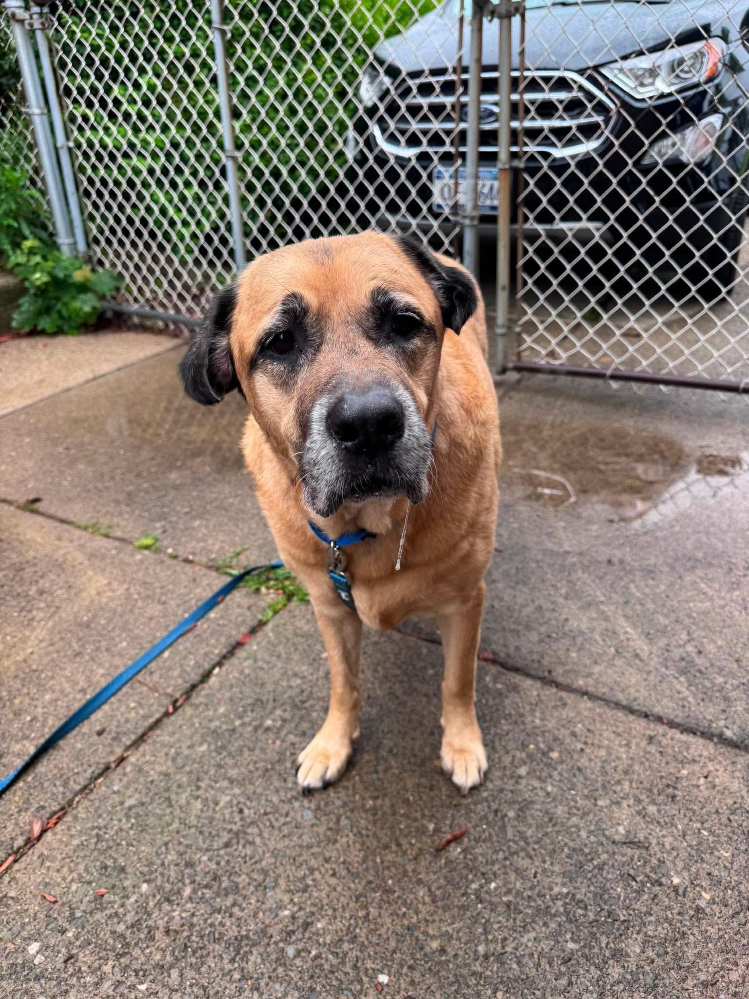 Steele, a ADOPTABLE mixed breed in East Amherst, NY image 2/3