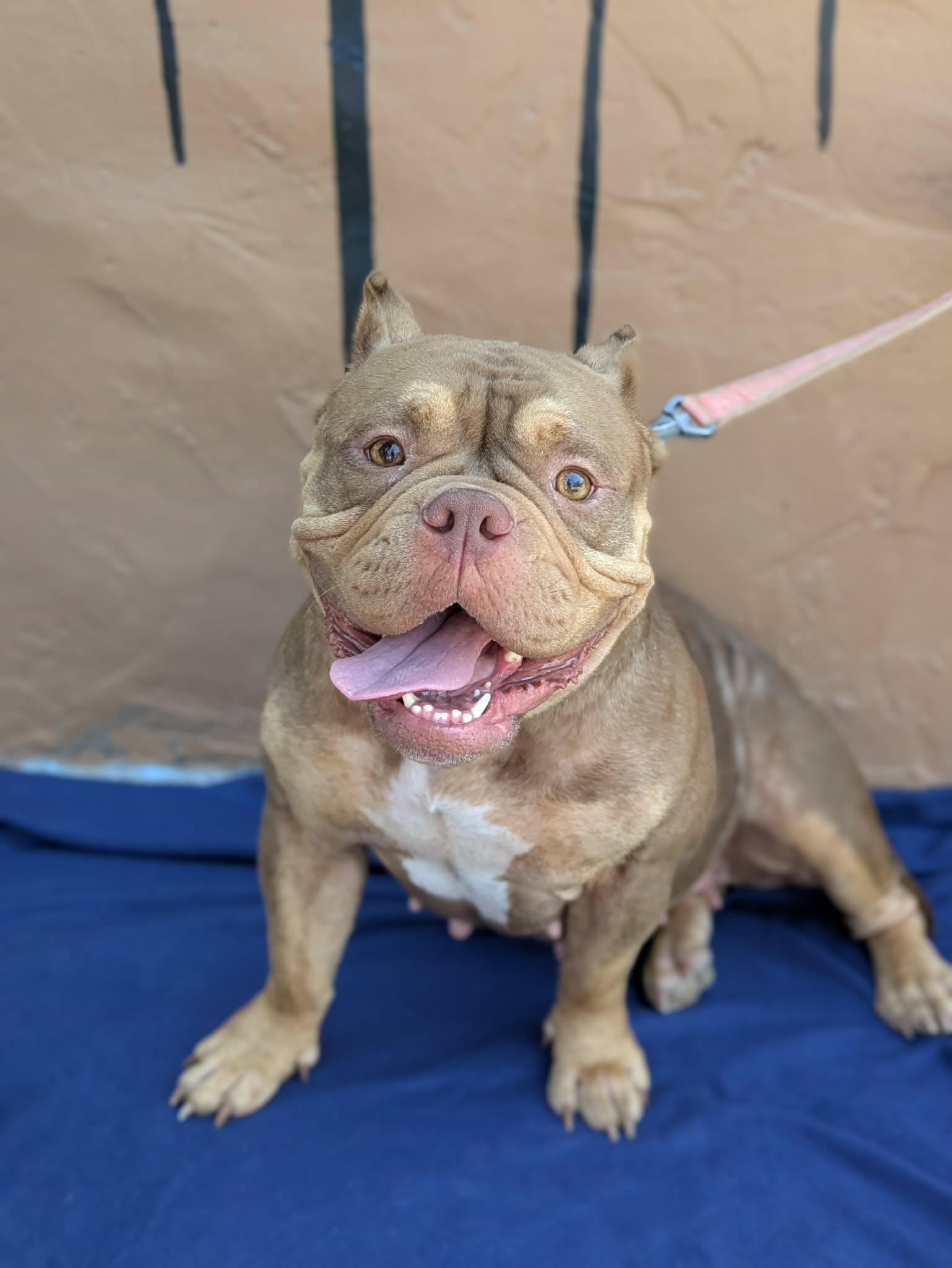 Little Bear, adopted, Adult Female Mixed Breed.