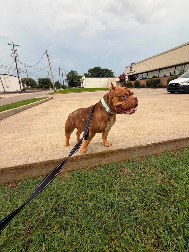 Little Bear, an adopted mixed breed in Huntsville, AL image 3/6