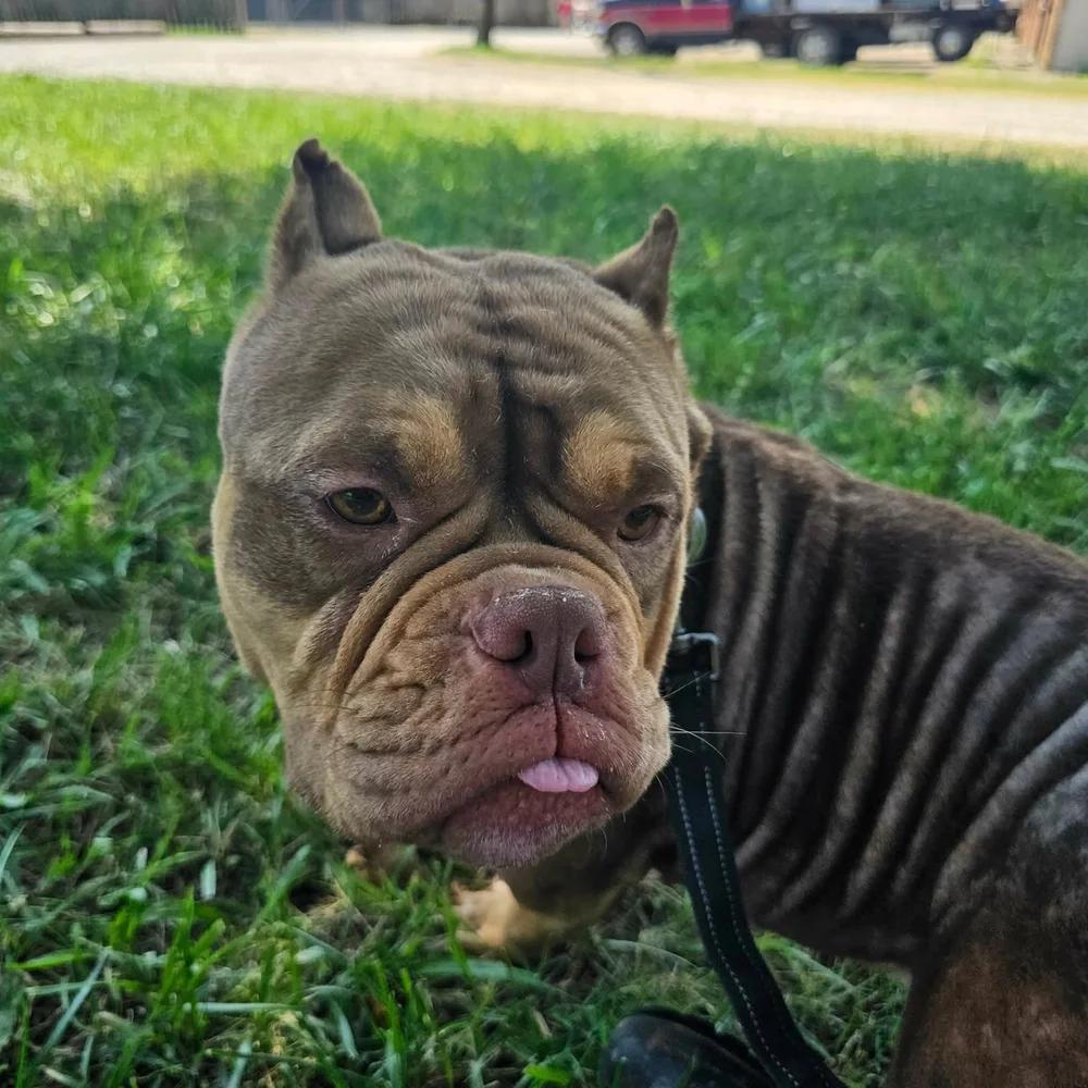 Little Bear, an adopted mixed breed in Huntsville, AL image 4/6