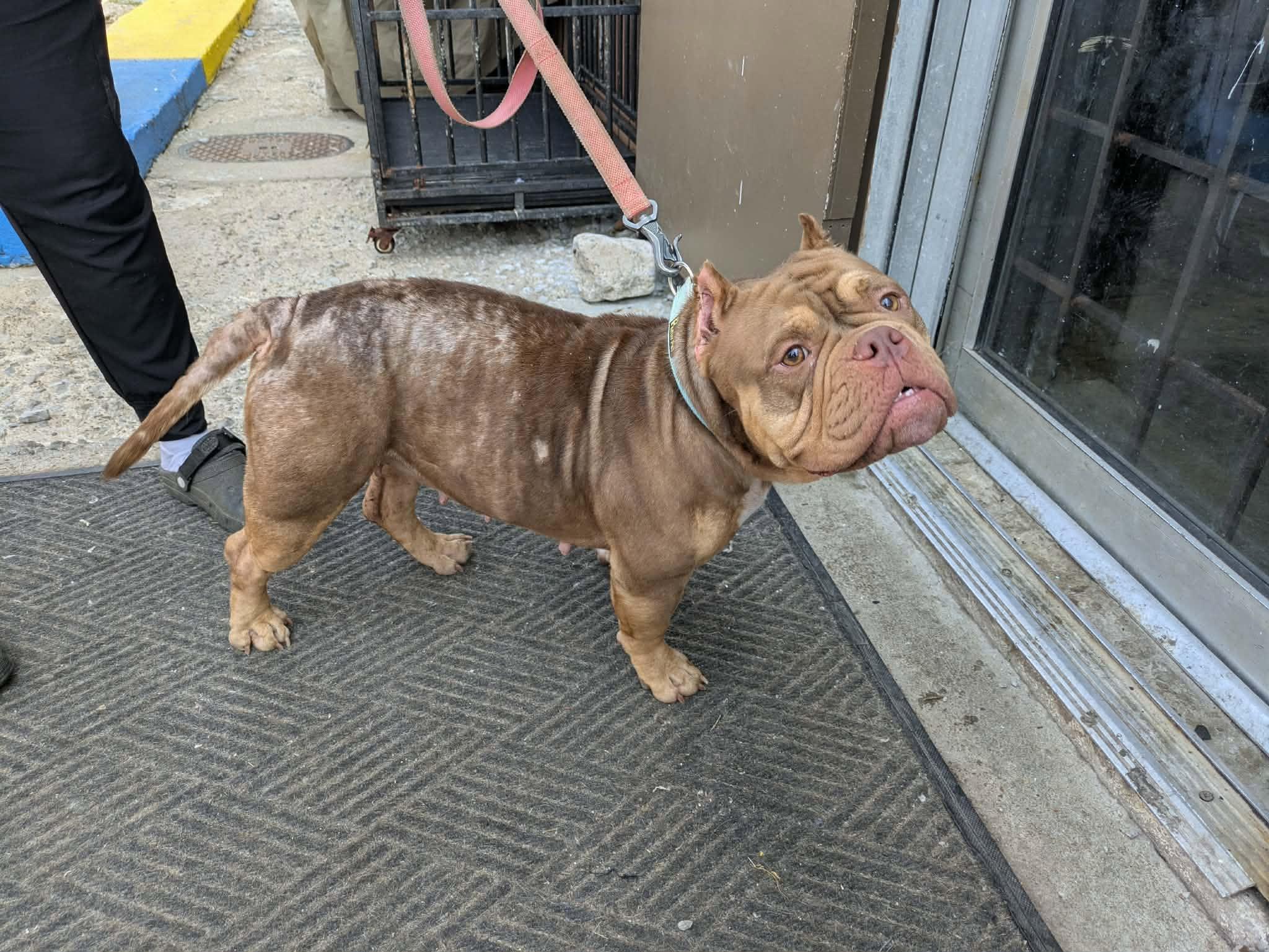 Little Bear, an adopted mixed breed in Huntsville, AL image 2/6