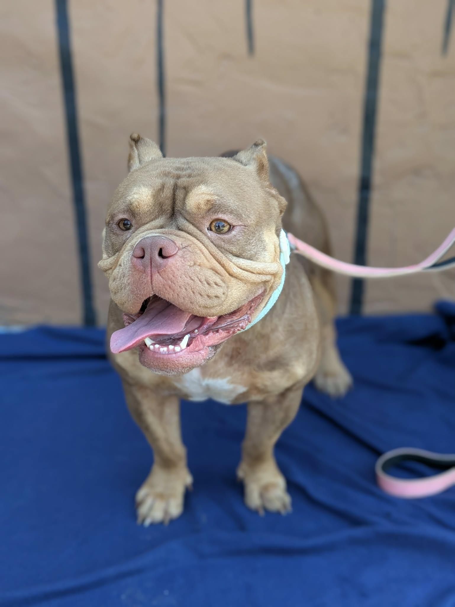 Little Bear, an adopted mixed breed in Huntsville, AL image 5/6