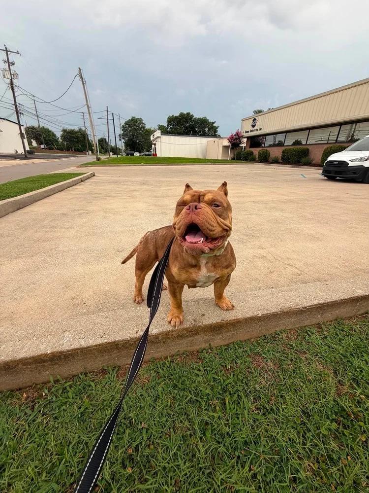 Little Bear, an adopted mixed breed in Huntsville, AL image 6/6