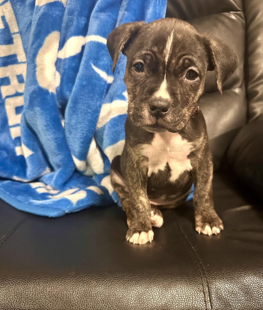 Enlarge Neat, a ADOPTABLE mixed breed in China Township, MI image 5/6