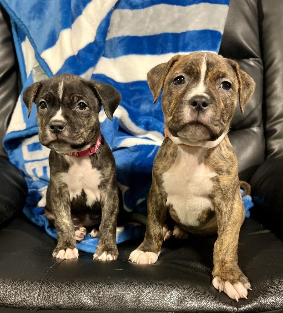 Enlarge Neat, a ADOPTABLE mixed breed in China Township, MI image 6/6