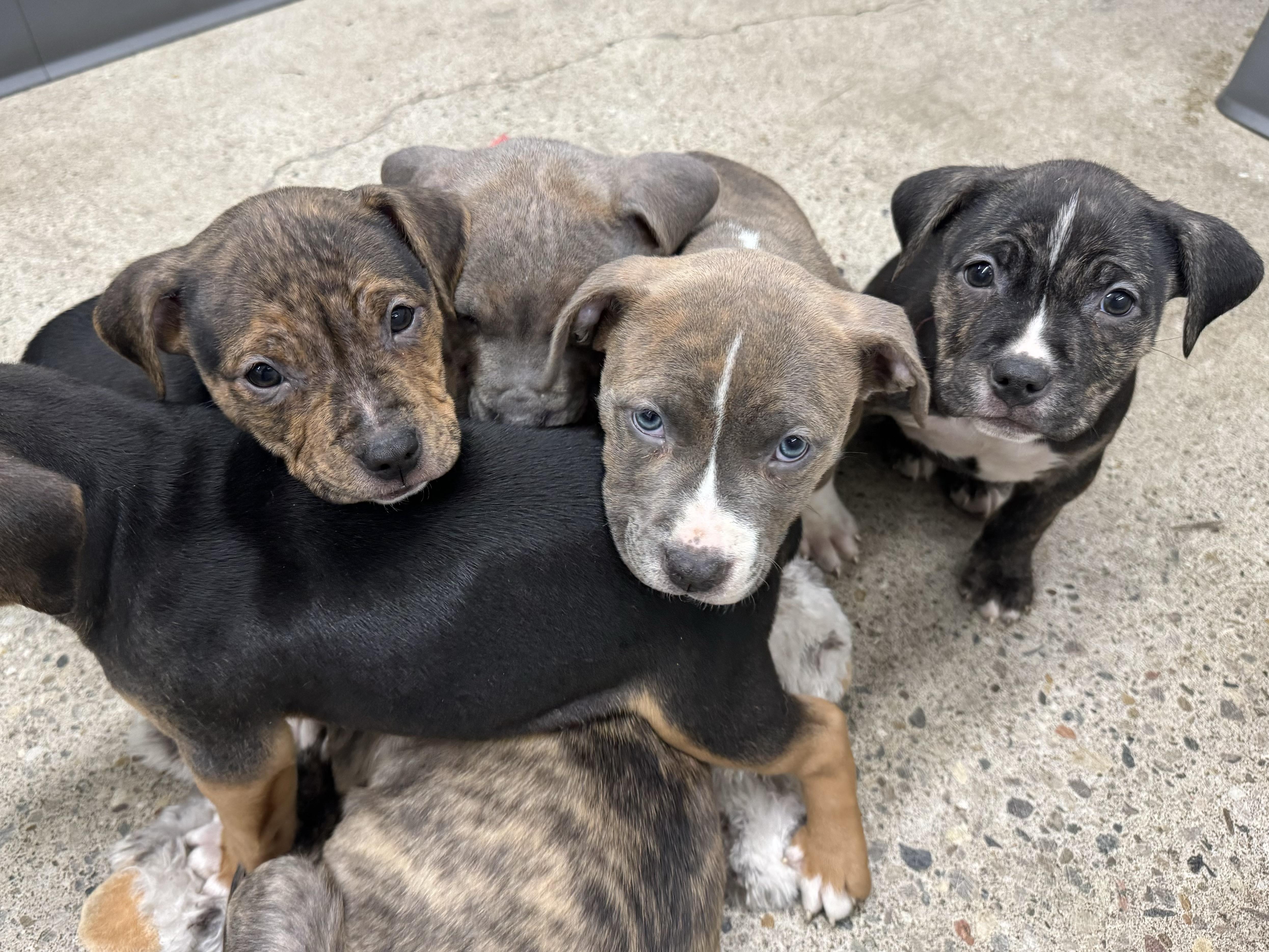 Enlarge Neat, a ADOPTABLE mixed breed in China Township, MI image 3/6