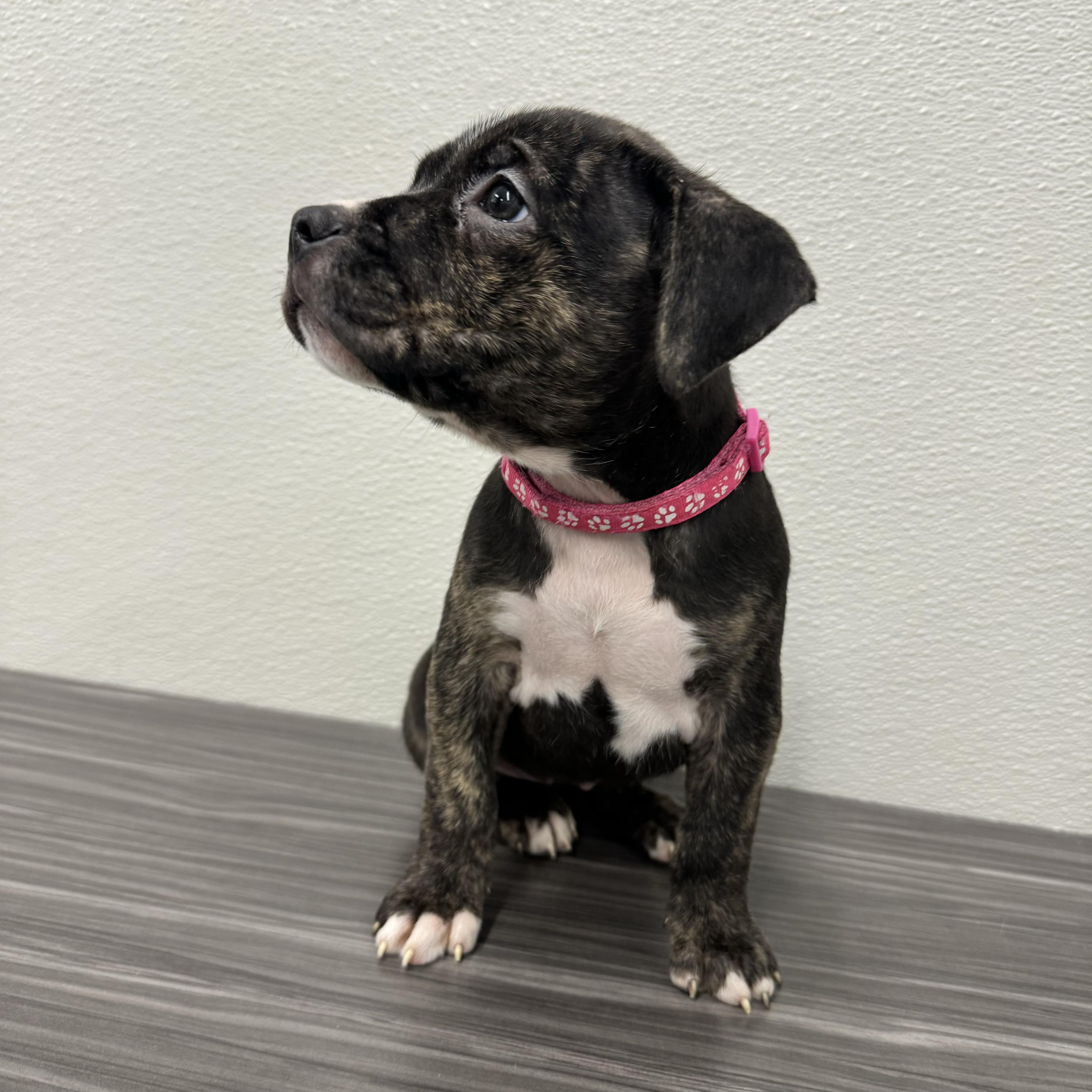 Enlarge Neat, a ADOPTABLE mixed breed in China Township, MI image 4/6