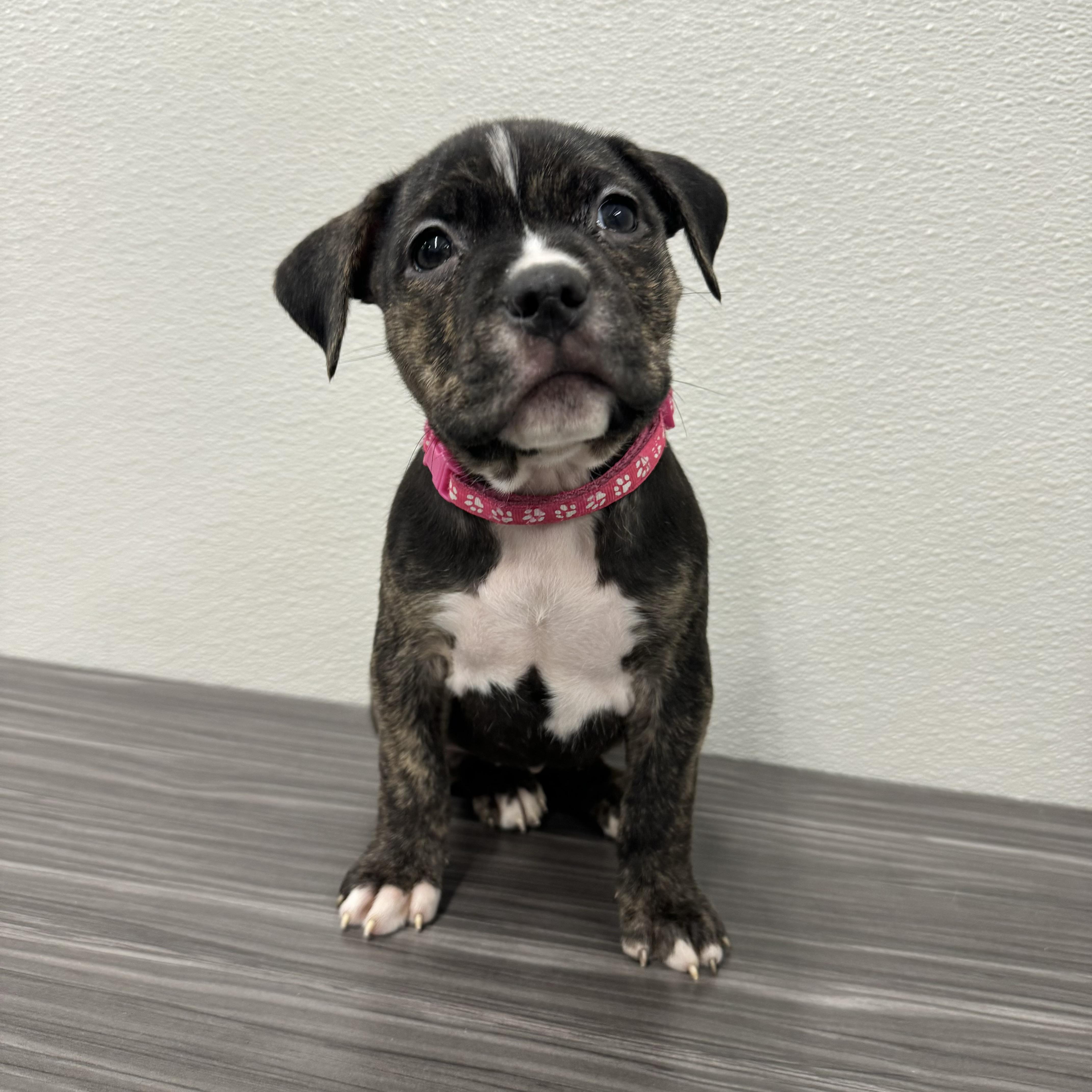 Enlarge Neat, a ADOPTABLE mixed breed in China Township, MI image 1/6