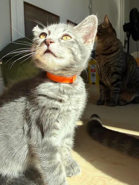 Enlarge Maxine, a Adoptable Domestic Short Hair in Davison, MI image 3/5