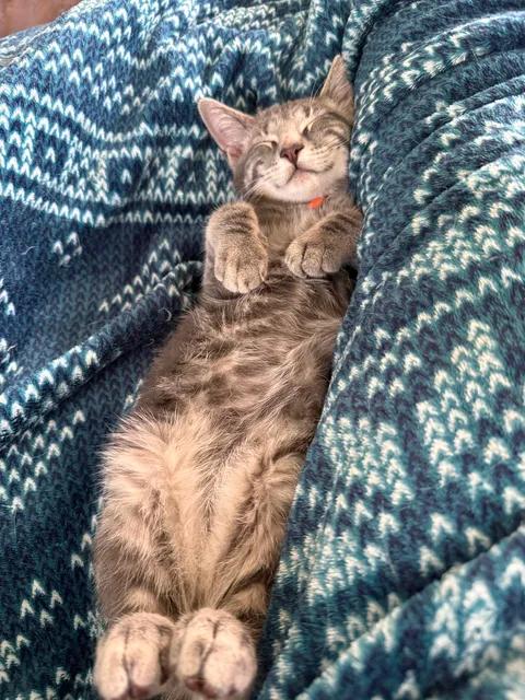 Maxine, Adoptable, Young Female Domestic Short Hair.
