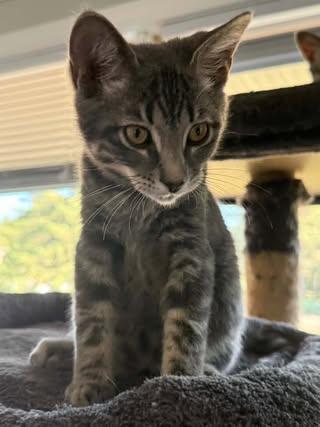 Enlarge Maxine, a Adoptable Domestic Short Hair in Davison, MI image 5/5