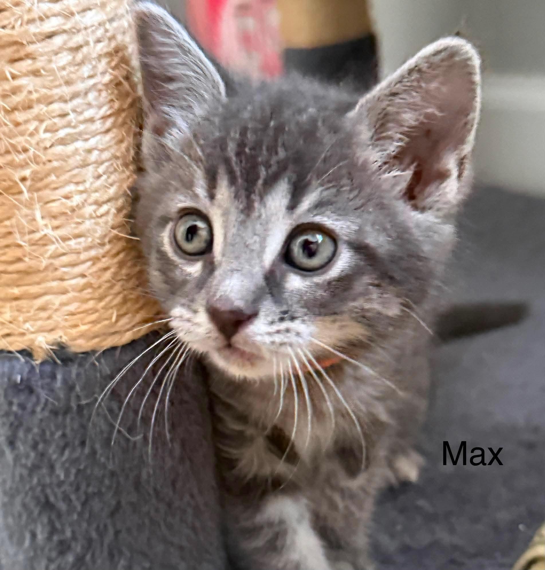 Enlarge Maxine, a Adoptable Domestic Short Hair in Davison, MI image 4/5