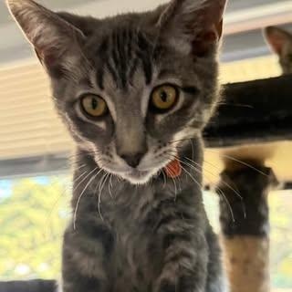 Enlarge Maxine, a Adoptable Domestic Short Hair in Davison, MI image 2/5