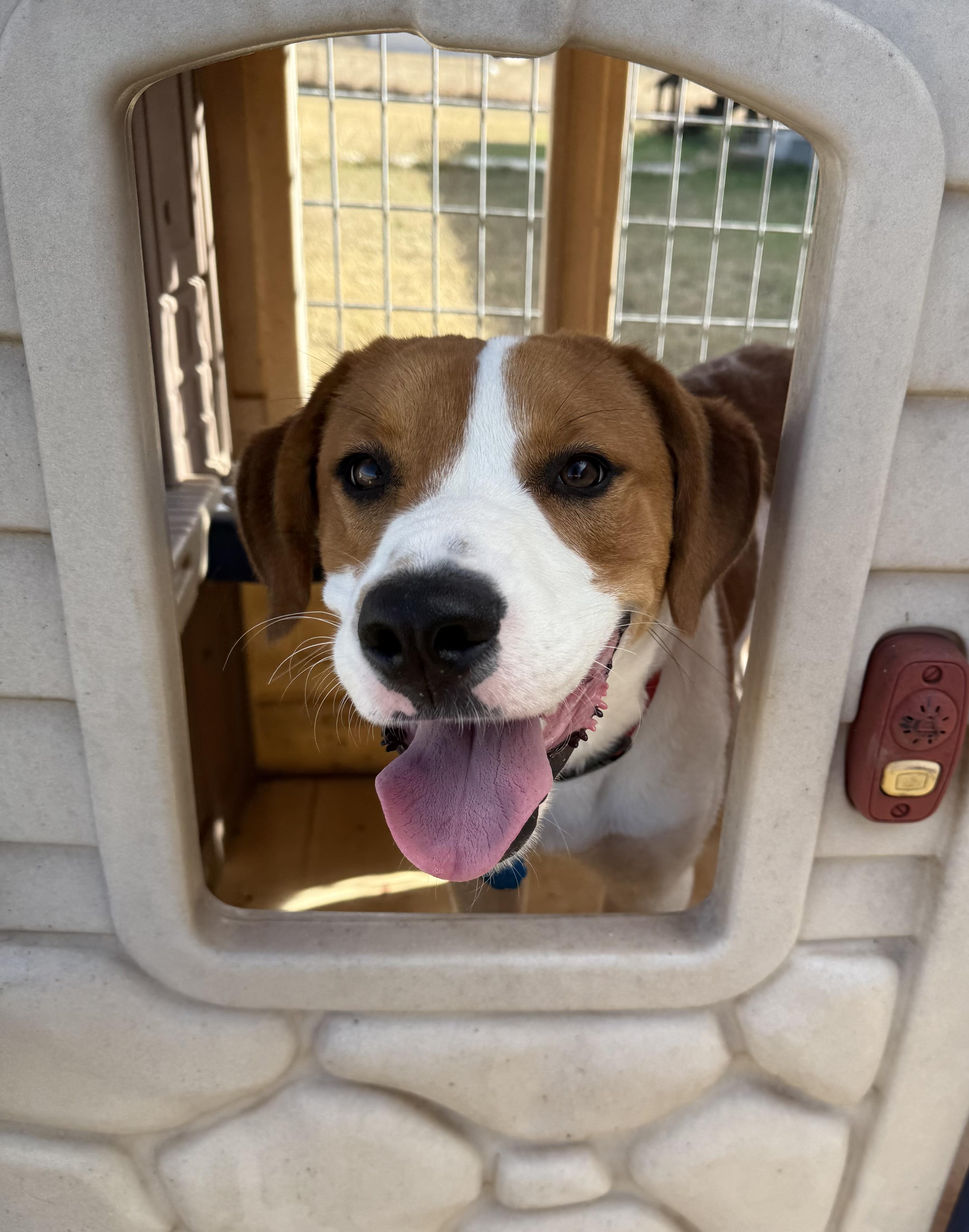 Enlarge Buddy, a ADOPTABLE mixed breed in San Saba, TX image 2/2