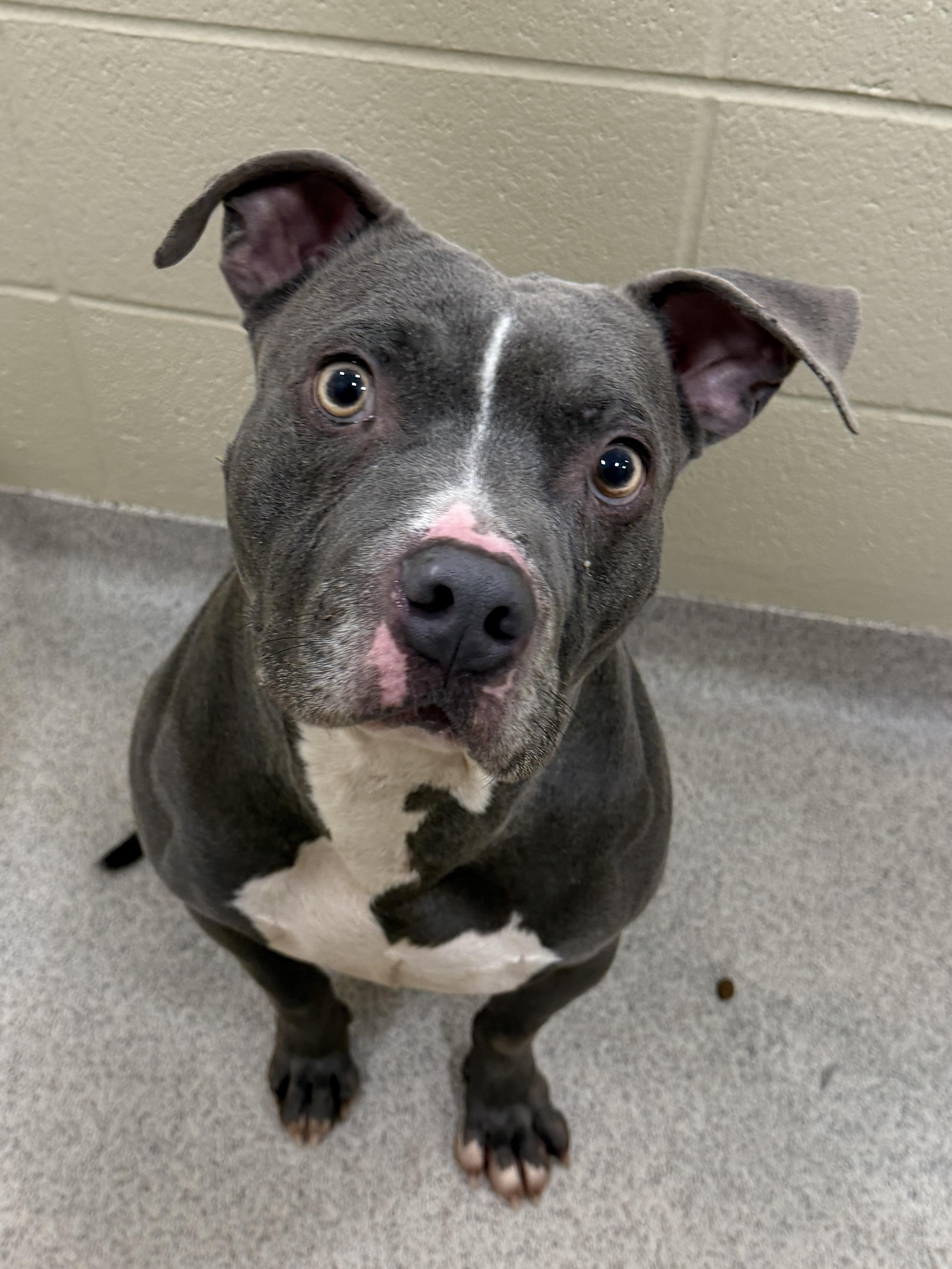 Enlarge Micah , a ADOPTABLE mixed breed in Youngstown, OH image 1/2