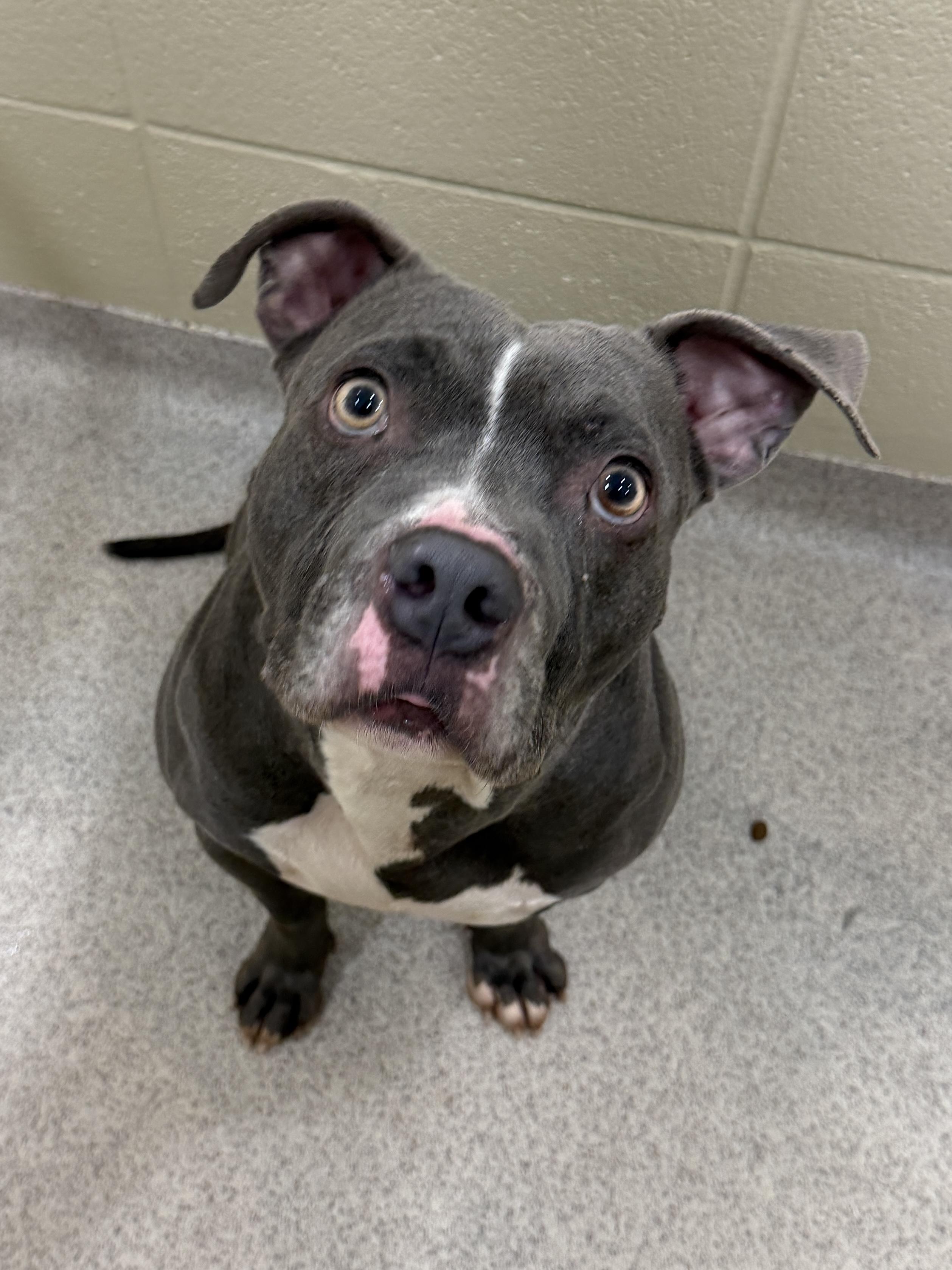 Enlarge Micah , a ADOPTABLE mixed breed in Youngstown, OH image 2/2