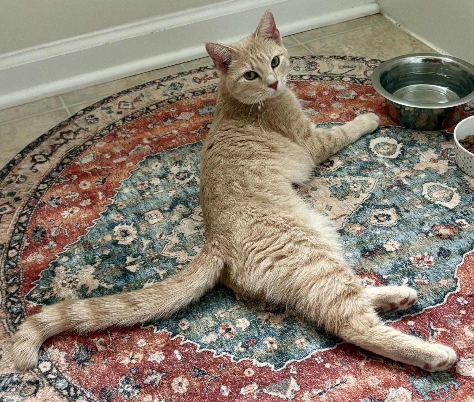 Peaches, Adoptable, Young Female Domestic Short Hair.