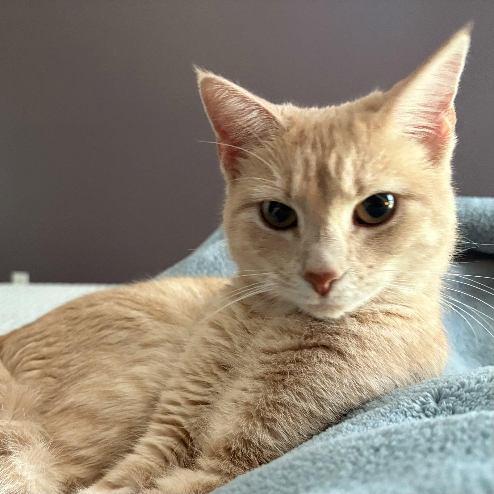 Enlarge Peaches, a Adoptable Domestic Short Hair in King George, VA image 2/2