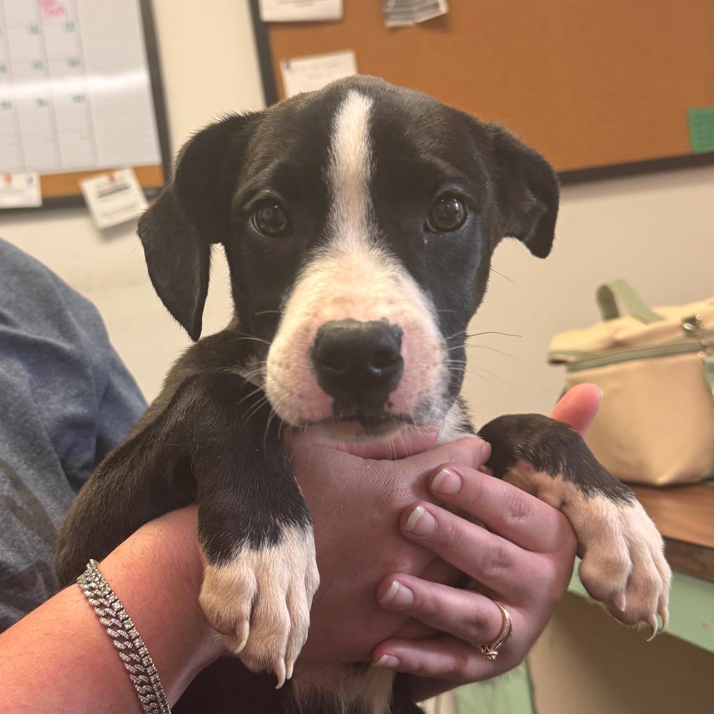 Enlarge Cricket, a Adoptable Terrier in Marion, VA image 1/1