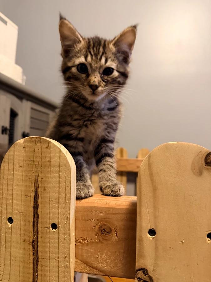 Logan, Adoptable, Kitten Male Domestic Short Hair.