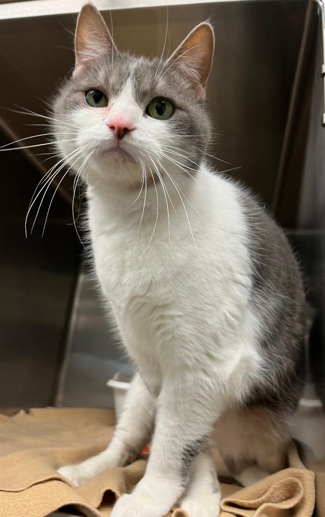 Enlarge Nadia, a Adoptable mixed breed in Lima, OH image 1/2