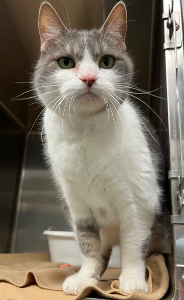 Enlarge Nadia, a Adoptable mixed breed in Lima, OH image 2/2