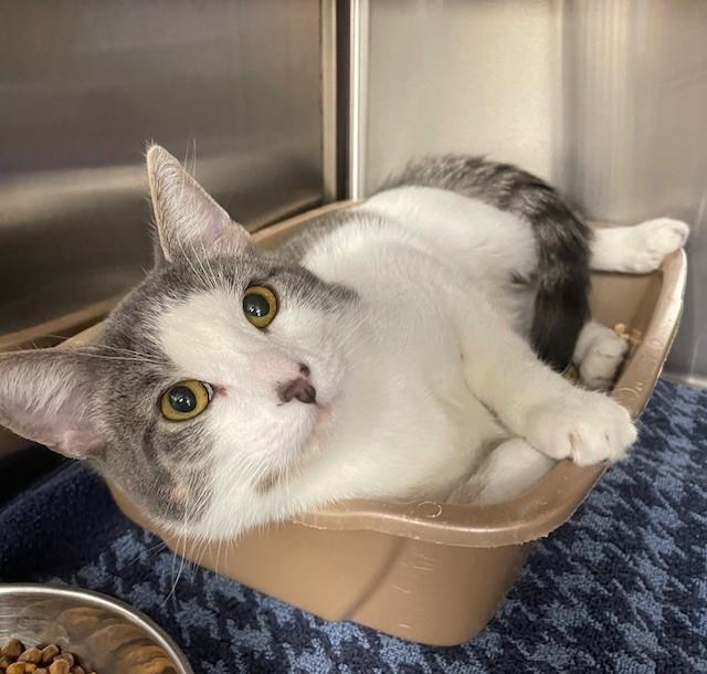 Viscount, ADOPTABLE, Adult Male Domestic Short Hair.