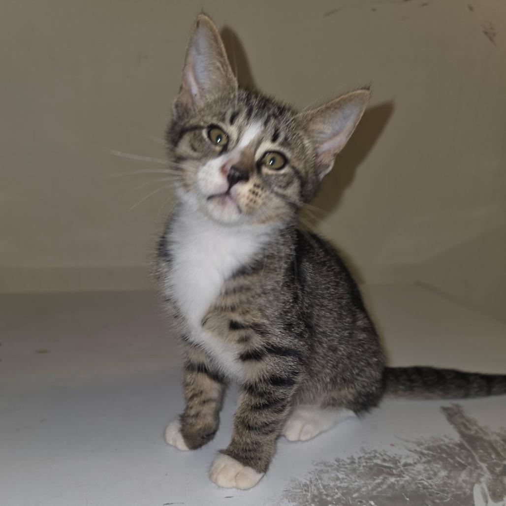 Tigger (IN TRIAL ADOPTION), ADOPTABLE, Kitten Male Domestic Short Hair.