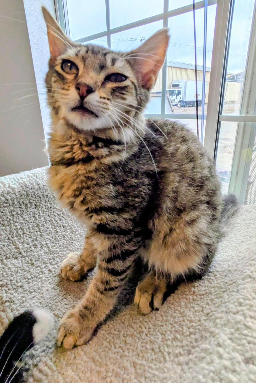 Vinnie, ADOPTABLE, Kitten Male Domestic Medium Hair.