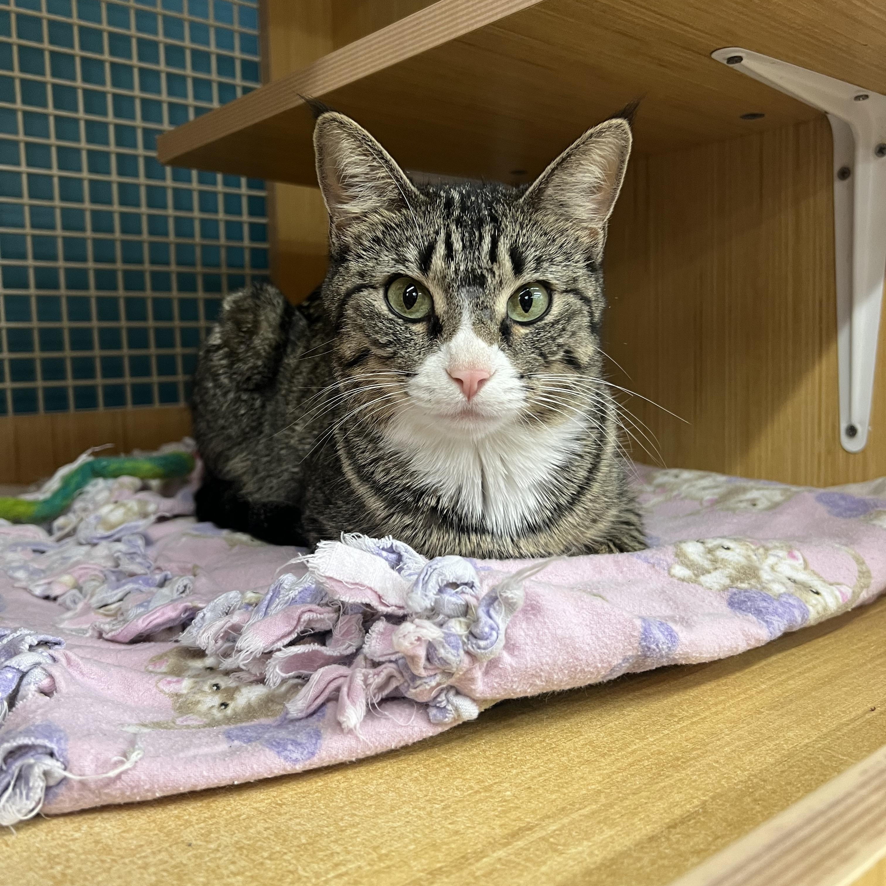 Jenny, an adopted Domestic Short Hair in Manhattan, KS image 2/2