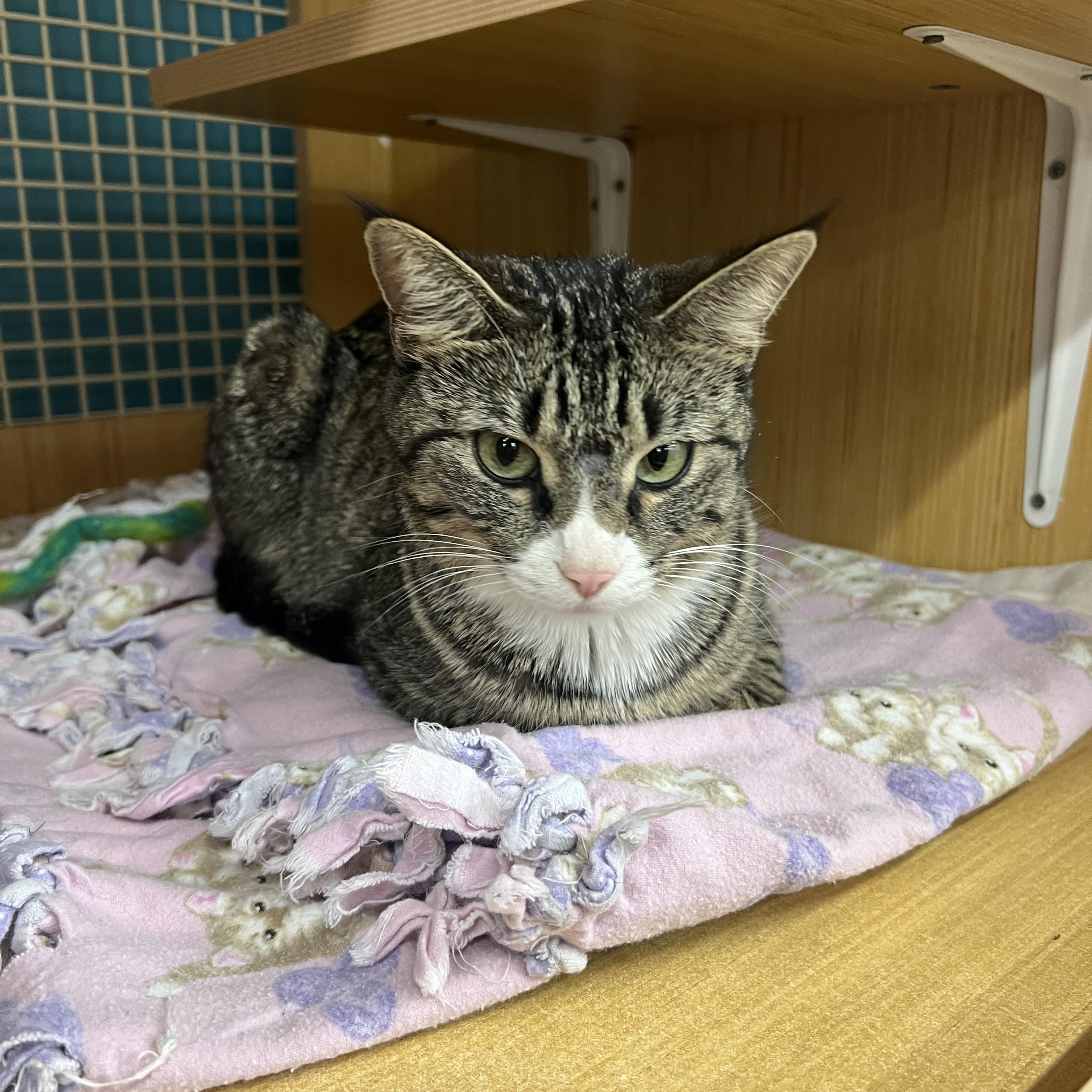 Jenny, an adopted Domestic Short Hair in Manhattan, KS image 1/2