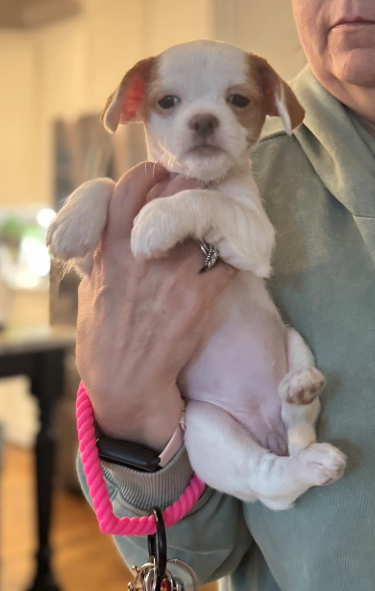 Enlarge Olivia, an adopted mixed breed in Matthews, NC image 1/1