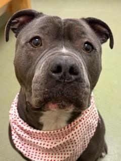 Blue, adoptable, Adult Male Pit Bull Terrier.