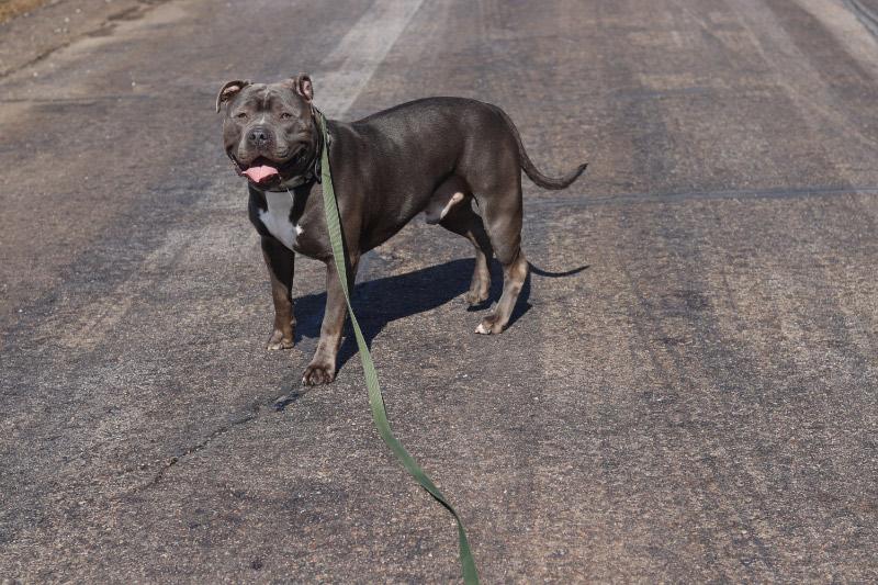 Enlarge Blue, an adoptable Pit Bull Terrier in Ionia, MI image 2/6