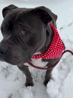 Enlarge Blue, an adoptable Pit Bull Terrier in Ionia, MI image 4/6